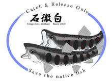ステッカー(アマゴ)
