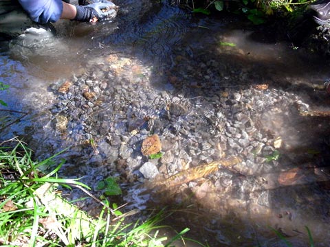 人工産卵河川内の人工産卵場