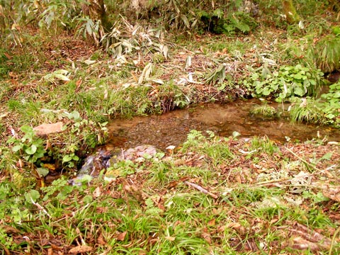 石徹白川本流筋の人工産卵場1