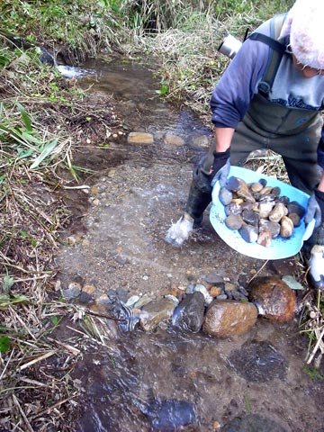 石徹白川本流筋の人工産卵場2