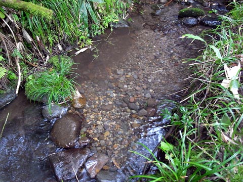 峠川の人工産卵場